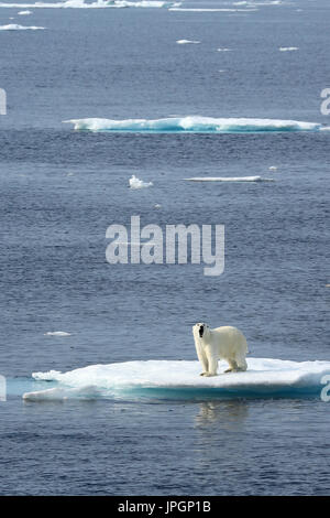 A male Polar Bear (Ursus maritimus) on the ice floe of Baffin Bay, Arctic Circle Stock Photo
