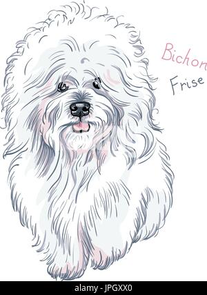 vector white cute dog Bichon Frise breed Stock Vector