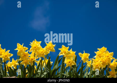 Yellow Daffodils against a blue sky, Fife, Scotland. Stock Photo