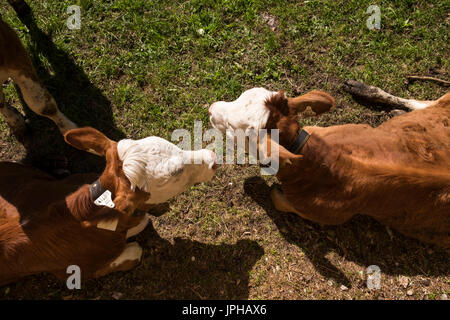 Young calves in a pasture near Reindlau, Leutasch, Tyrol Austria Stock Photo