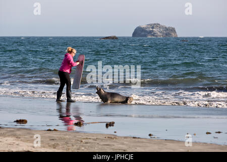 Volunteer attempting to guide released young female Elephant Seal  'Mirounga angustirostris' back into the Pacific. Castle Rock Nat. Wildlife Refuge.