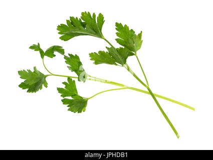 Top view of sprigs of parsley isolated on a white background. Stock Photo