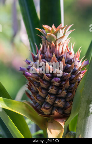 Ripening pineapple (Ananas comosus) at herbaceous perennial, Germany Stock Photo