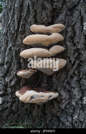 A group of Bracket Fungi (Ganoderma sp) growing on an Oak tree Stock Photo