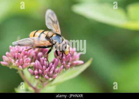 A wasp mimic hoverfly Volucella inanis feeding on Hep Agrimony (Eupatorium cannabinum) Stock Photo