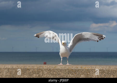 Seagull flying,common british herring gull Stock Photo