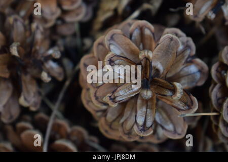 Pine cones on the ground Stock Photo