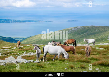 Semi-feral Welsh Mountain Ponies and foals on slopes of Garnedd Gwenllian in Carneddau mountains of Snowdonia National Park above North Wales coast UK Stock Photo