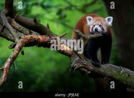 Nice red panda (Ailurus fulgens) on tree Stock Photo