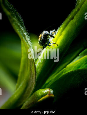 Litlle bug (Ceutorhynchus obstrictuson) on green grass in forest macro photo Stock Photo