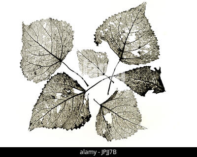 Black Poplar Populus nigra skeleton leaf at sunset Stock Photo