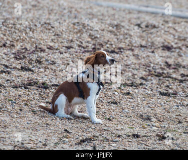 Welsh Springer Spaniel sitting on a shingle beach wearing a harness Stock Photo