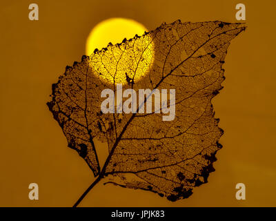 Black Poplar Populus nigra skeleton leaf at sunset Stock Photo