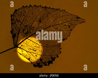 Black Poplar Populus nigra skeleton leaf at sunset Stock Photo