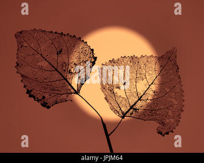 Black Poplar Populus nigra skeleton leaf at sunset Stock Photo
