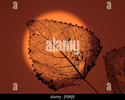 Black Poplar Populus nigra skeleton leaf at sunset Stock Photo