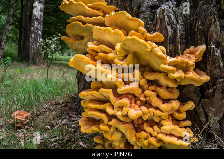 Chicken-of-the-woods / crab-of-the-woods / sulphur polypore / sulphur shelf (Laetiporus sulphureus) growing on tree stump in forest in summer Stock Photo