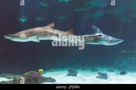 Two sharks swimming in aquarium at Point Defiance Zoo, Tacoma, Washington. Stock Photo