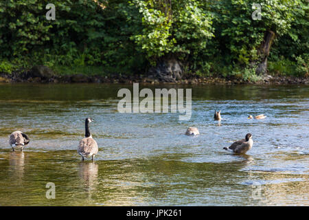 Canada goose (Branta canadensis) preening in shallow water and some diving for food together with Mallards further out in deeper water  Model Release: No.  Property Release: No. Stock Photo