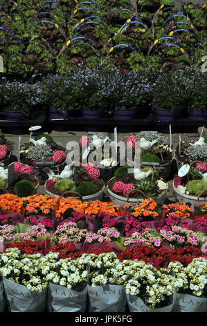 flowers in rows in dutch bulb fields for sale at a market gardening floral displays of colourful blooms and plants for sale gardening and colours Stock Photo