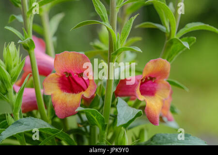 Apricot beauty foxglove, digitalis, plant in full bloom in a residential garden setting. Stock Photo