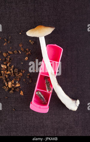 Dried magic mushrooms liberty cap (psilocybe semilanceata Stock Photo ...