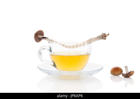 Psychedelic mushroom tea with fresh mushrooms, isolated on white background. Alternative medicine, natural remedy. Stock Photo