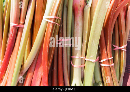 Monawk Valley, New York state - Rhubarb, USA Stock Photo