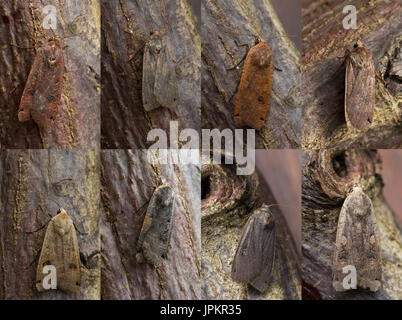 UK wildlife comparison: Variations in colour and pattern of the large yellow underwing moth which can vary from light brown to almost black, England Stock Photo