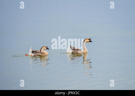 A pair of Chinese Geese, Anser cygnoides, descended from wild Swan Geese, swimming in a lake in Oklahoma, USA. Stock Photo