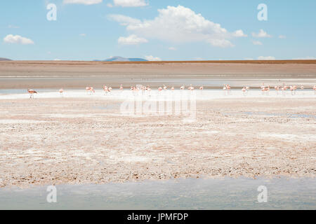 Flamingos in laguna polques, Sud Lipez, Potosi department, Bolivia, South America Stock Photo