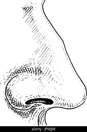 Human biology, organ anatomy illustration. engraved hand drawn in old sketch and vintage style. face detailed nose. Stock Vector