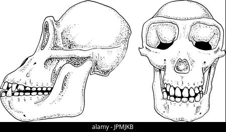 chimpanzee biology, anatomy illustration. engraved hand drawn in old sketch and vintage style. monkey skull or skeleton silhouette. Stock Vector