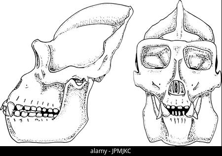 gorilla biology, anatomy illustration. engraved hand drawn in old sketch and vintage style. monkey skull or skeleton silhouette. Stock Vector