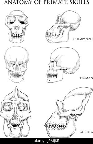 Human and chimpanzee, gorilla. biology and anatomy illustration. engraved hand drawn in old sketch and vintage style. monkey skull or skeleton or bones silhouette. front view or face and profile. Stock Vector