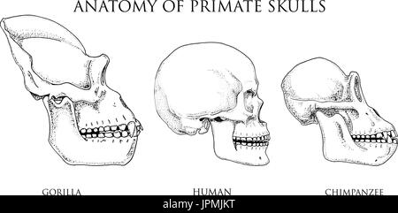 Human and chimpanzee, gorilla. biology and anatomy illustration. engraved hand drawn in old sketch and vintage style. monkey skull or skeleton or bones silhouette. view or face or profile. Stock Vector