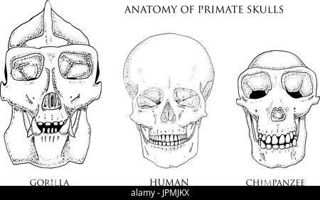 Human and chimpanzee, gorilla. biology and anatomy illustration. engraved hand drawn in old sketch and vintage style. monkey skull or skeleton or bones silhouette. front view or face. Stock Vector