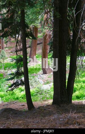 Graceful Curves, elegant tree trunks among ferns on a high mountain slope above Wolverton meadow, Sequoia National Park, California, United States Stock Photo