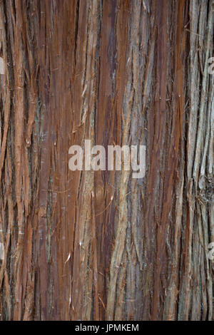 Close up of the bark on a cedar tree that is peeling. Stock Photo