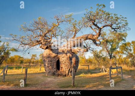 Historical Boab Prison Tree in Derby. Stock Photo