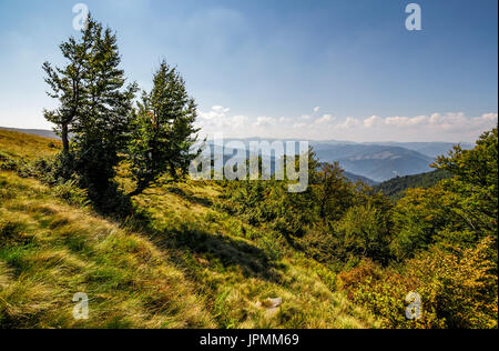 forest around the meadow on a steep mountain slope