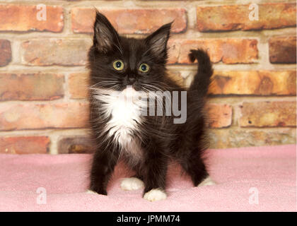 Long haired tuxedo kitten with long white whiskers standing on a pink blanket looking slightly to viewers right with an inquisitive look about it. Bri Stock Photo