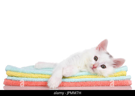 Fluffy white kitten laying on colorful orange, teal and yellow blankets stacked, paw over the side looking slightly to viewers left. Isolated on white Stock Photo