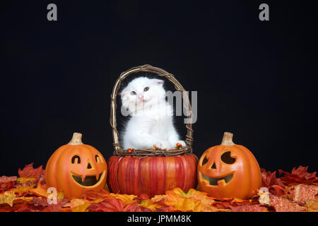 White kitten sitting in pumpkin wicker basket, scrunching face so ears do not touch handles of basket. Fall leaves and jack o lantern style pumpkins w Stock Photo