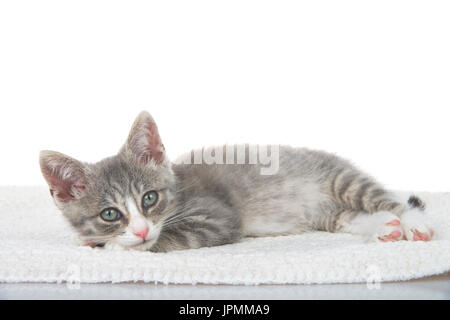 Gray and white kitten laying on sheepskin blanket, head on paws looking at viewer. White background Stock Photo