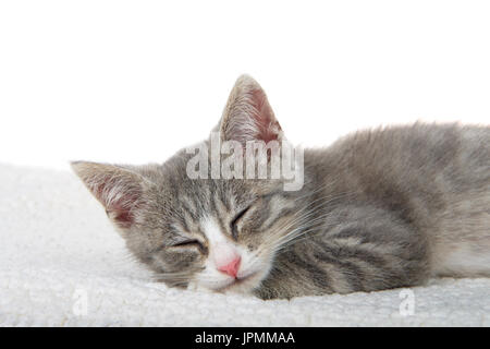 Close up of Gray and white kitten sleeping on sheepskin blanket, eyes closed. white background Stock Photo