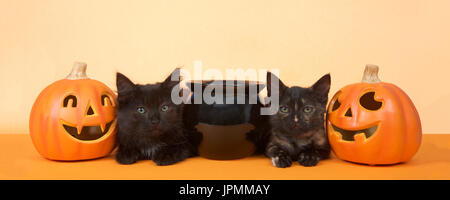 two black kittens sitting next to a black cauldron with pumpkin jack o lanterns on each side, orange background. Banner format. Halloween theme. Stock Photo