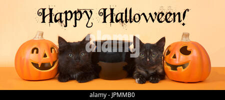 two black kittens sitting next to a black cauldron with pumpkin jack o lanterns on each side, orange background. Banner format. Happy Halloween text. Stock Photo