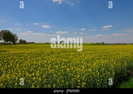 A rural landscape:  fields of yellow canola and growing cereals in the background Stock Photo