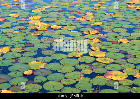 Water lillies lilly-pads lily-pads floating on the surface of a lake. Stock Photo